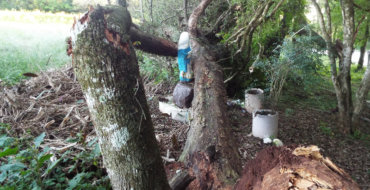 Imagem de Navegantes permanece intacta após queda de árvores no RS